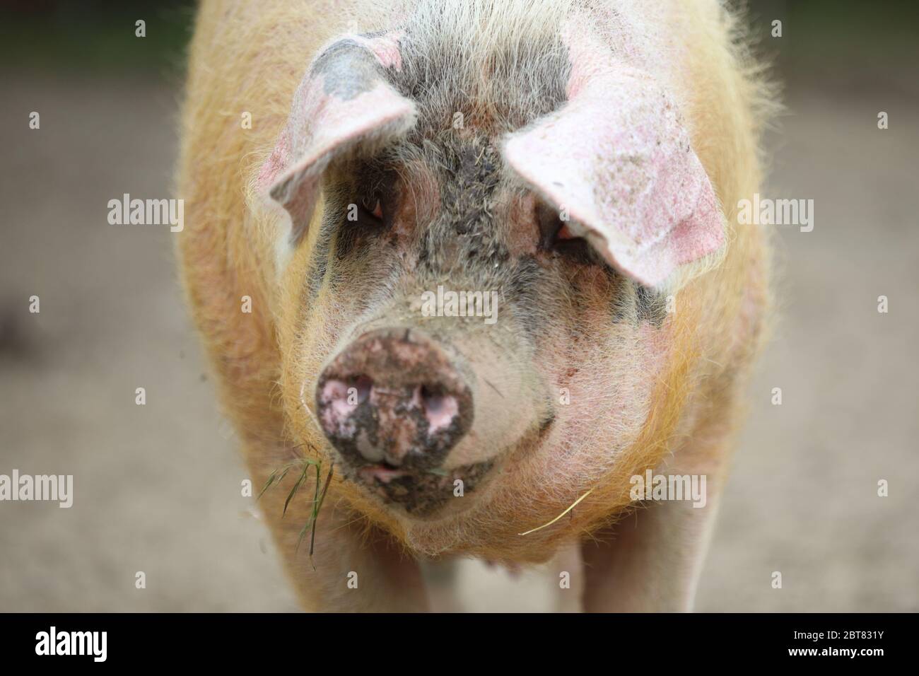 Großes rosa Schwein Stockfoto