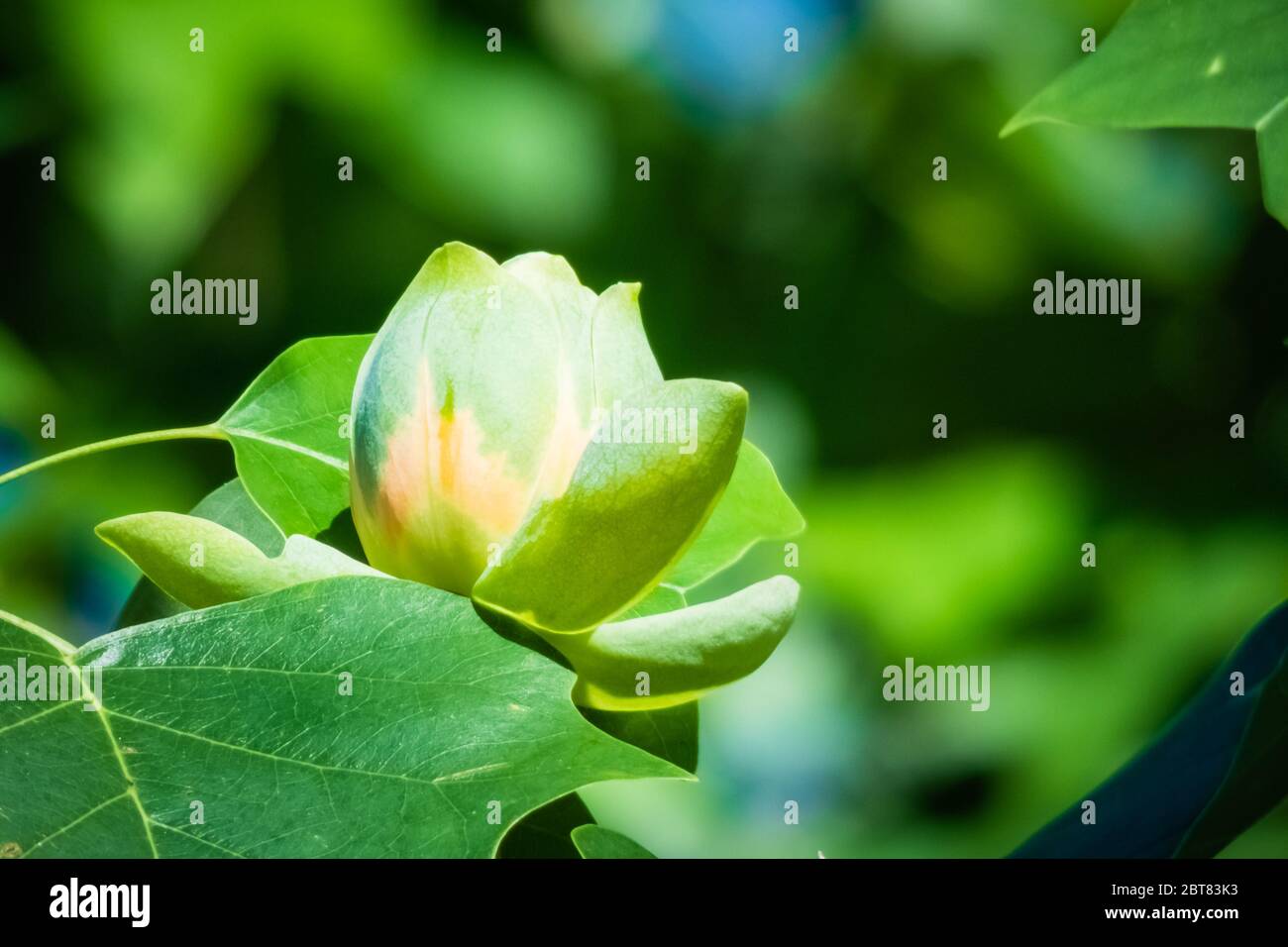 Liriodendron tulipifera. Tulpenbaum Blüte im Frühjahr. Stockfoto