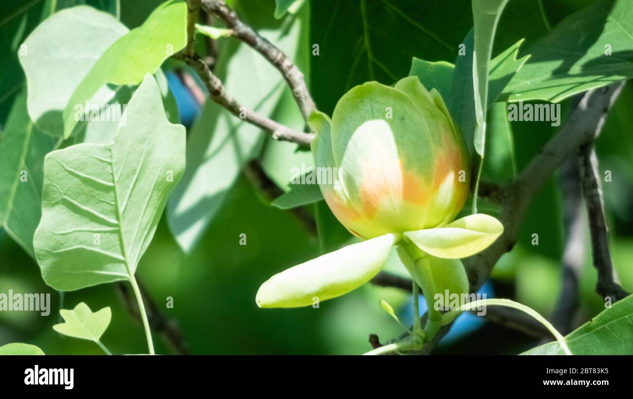 Liriodendron tulipifera. Tulpenbaum Blüte im Frühjahr. Stockfoto