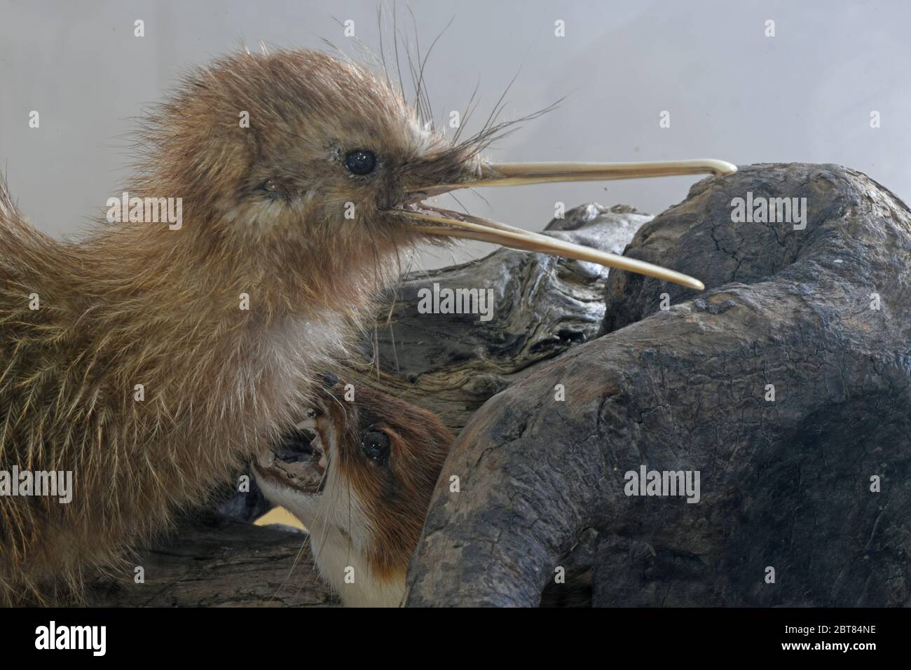 Ein räuberischer Stoat, Mustela erminea, greift ein rowi-Küken an (Apteryx rowi) Stockfoto