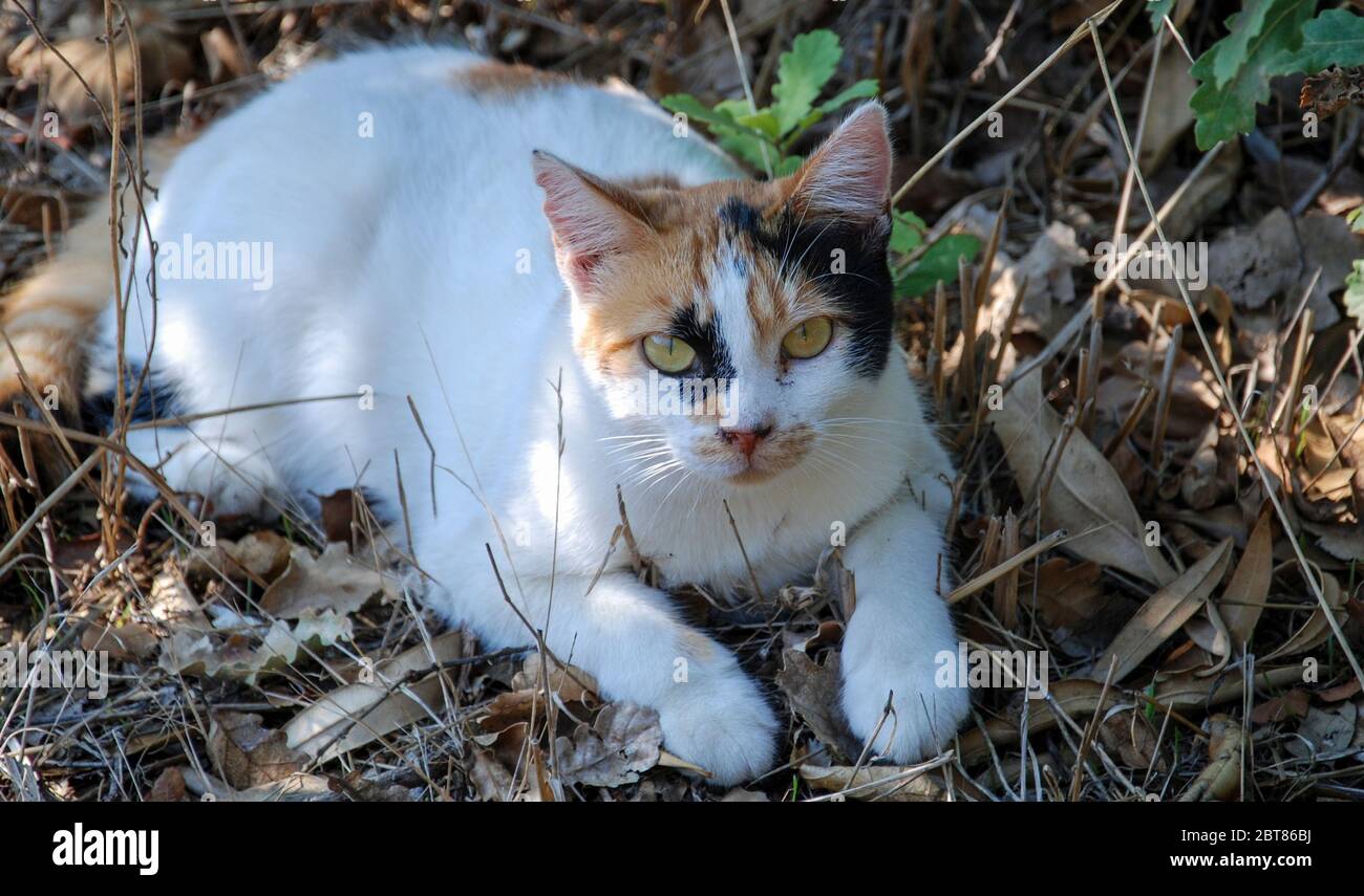 Ein wildes Kalikätzchen, das sich an einem schattigen Platz im Freien ausruht Stockfoto