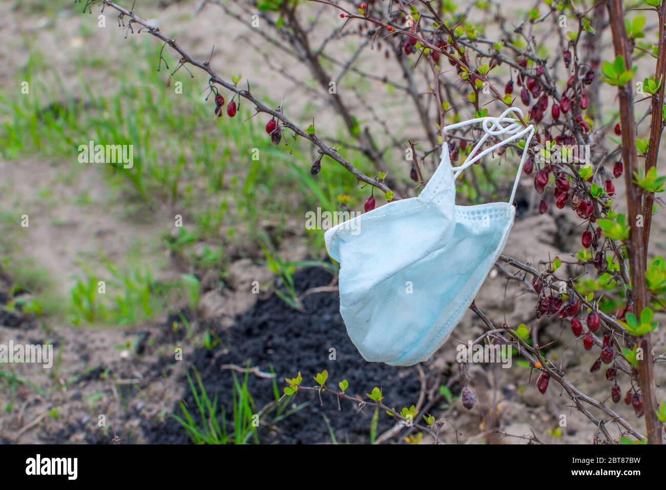 Gebrauchte medizinische Maske auf den Buschzweigen. Die Quarantäne des Coronavirus endet im Frühling. Gesundheitsfürsorge und Schutz mit Kopierplatz Stockfoto