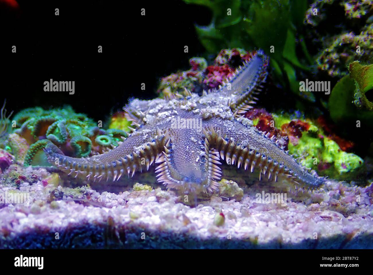 Mittelmeer Sand Seestern - Astropekten spinulosus Stockfoto