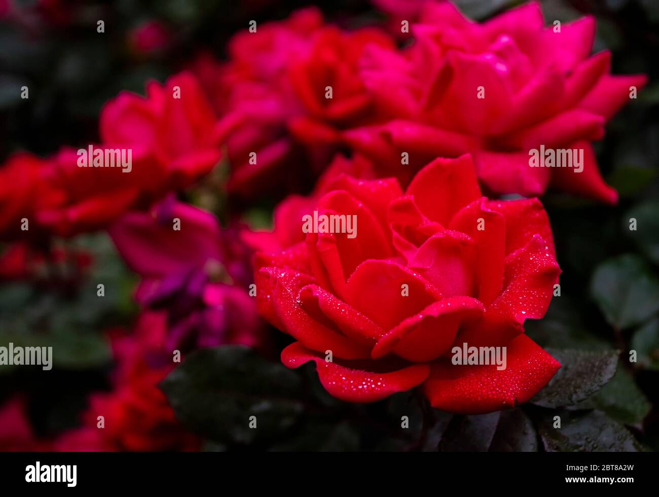 Ein Bündel von Rot Stockfoto