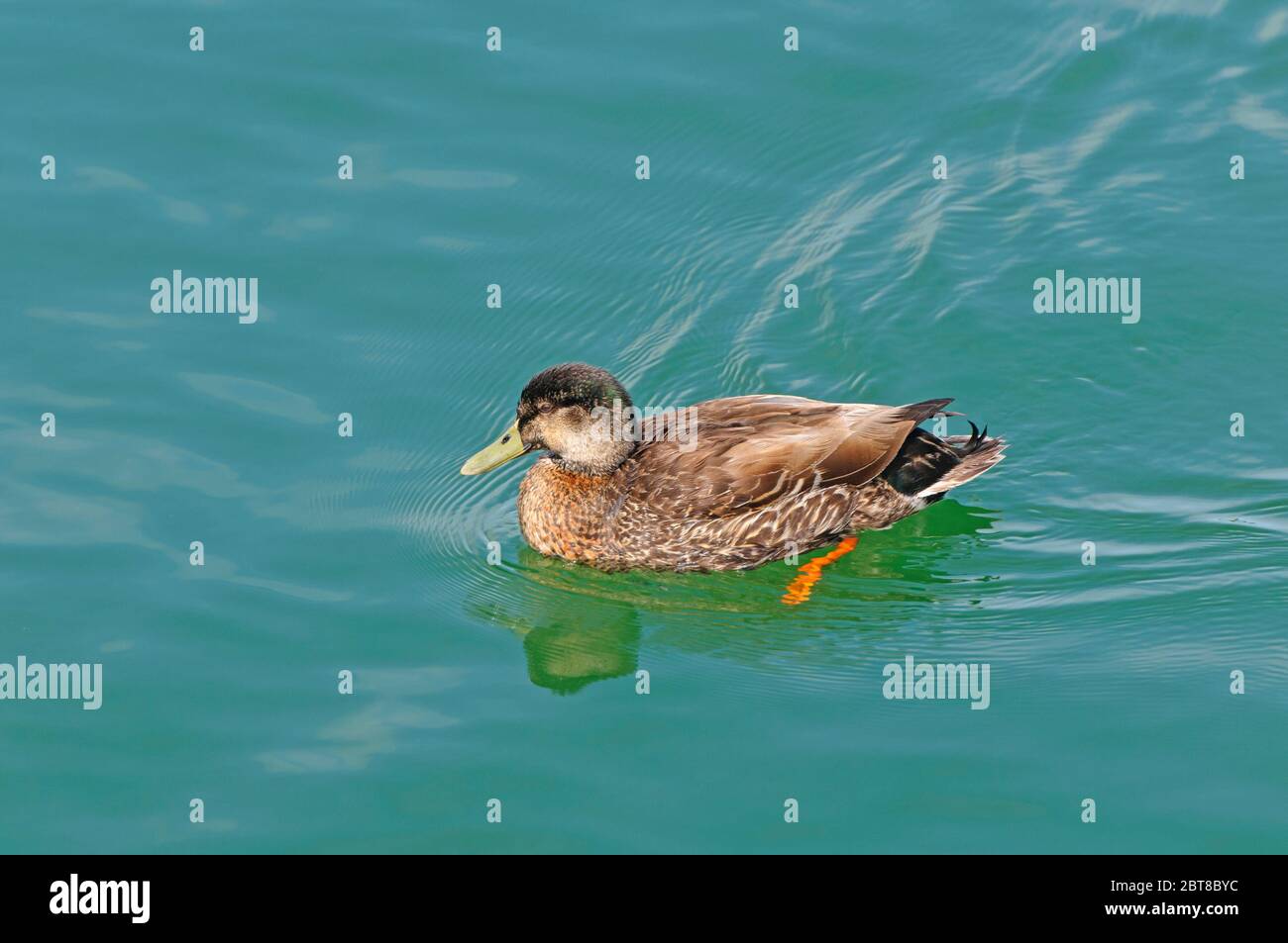 Unreife Mallard-Ente in einer Mündung nahe Okarito Beach, Neuseeland Stockfoto