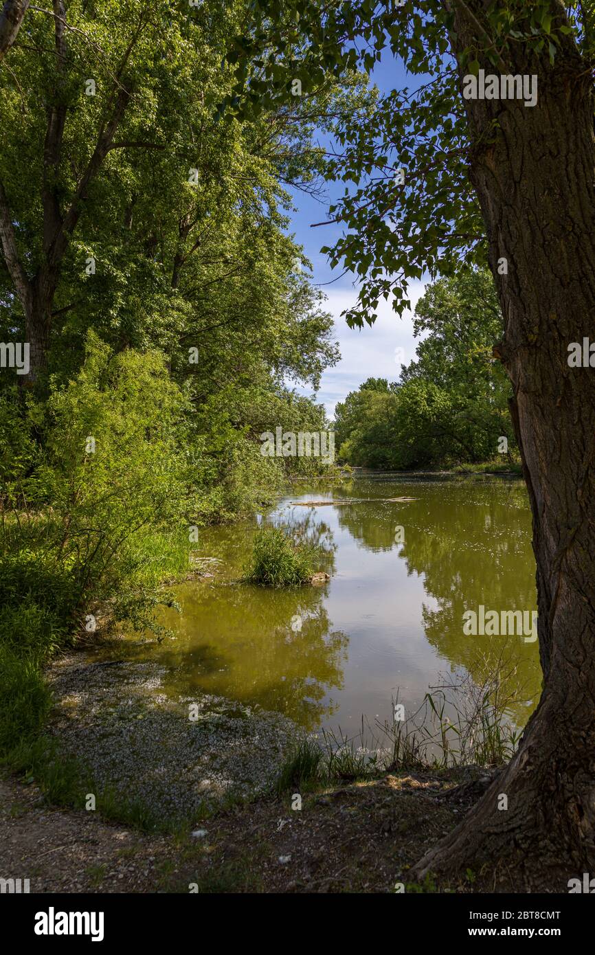 Landschaft am Fluss kleine Donau, Slowakei Stockfoto