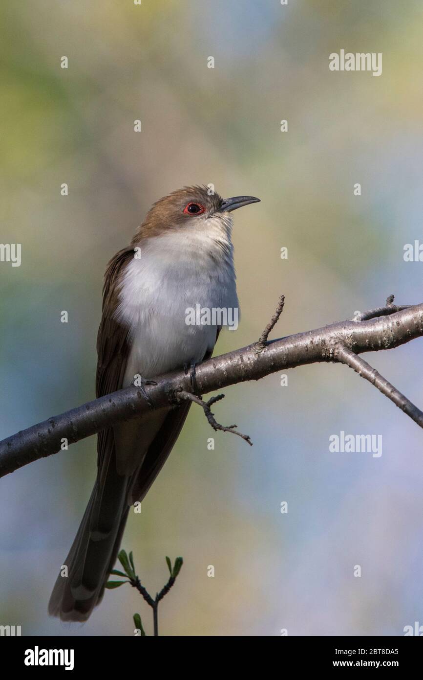 Schwarzschnabelkuckuck (Coccyzus erythropthalmus Stockfotografie Alamy