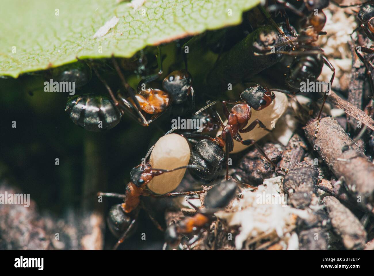 Waldameisen-Team führen ihre Arbeit in einem Ameisenhaufen. Ein perfektes Beispiel für Teamarbeit. Makroaufnahme mit selektivem Fokus und flachem Freiheitsgrad Stockfoto