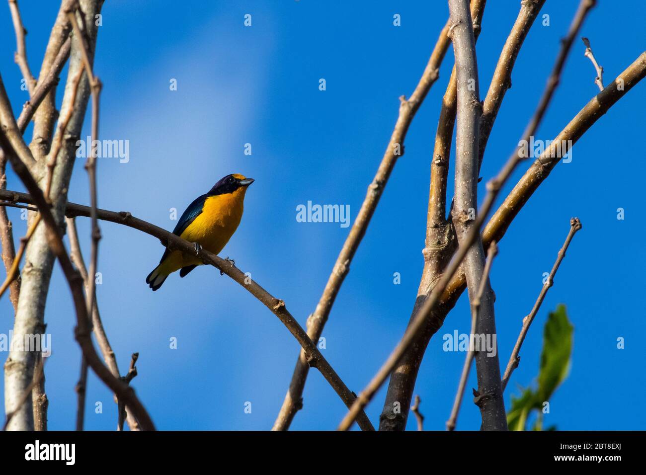 Violaceous Euphonia (Euphonia violacea) auf einem Ast Stockfoto
