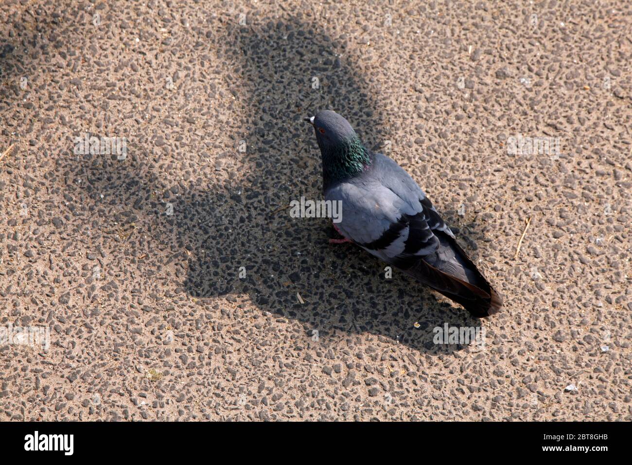 Pegionen in der Stadtstraße, Pegionen oder Tauben bewohnten die Stadtstraße, Pegionen ist das Symbol des Friedens, (Copyright © Saji Maramon) Stockfoto