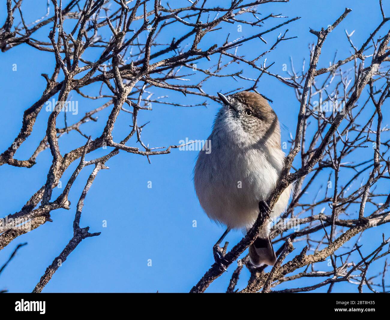 Der Kastanienschnabel (Acanthiza uropygialis) ist ein kleiner Vogel mit dünnem Spitzschnabel. Stockfoto