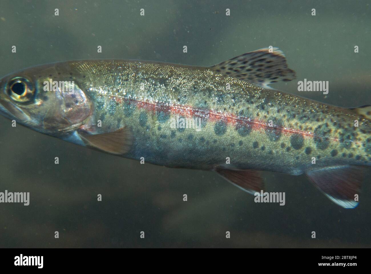 Redband Forelle (Oncorhynchus Mykiss) Stockfoto