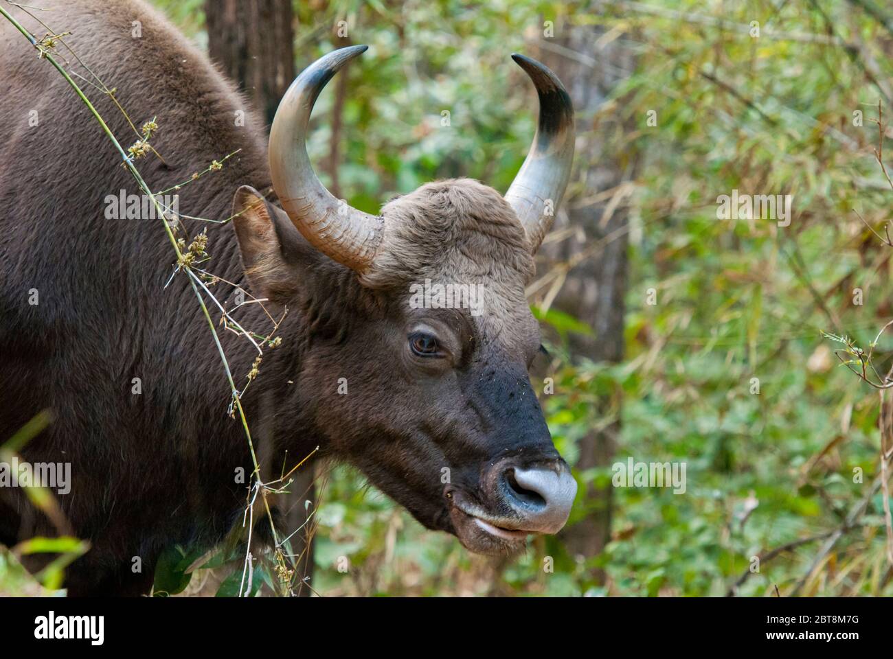 Gaur (Indischer Bison) ( Bos gaurus) Auflistung in Kanha National Park India Stockfoto