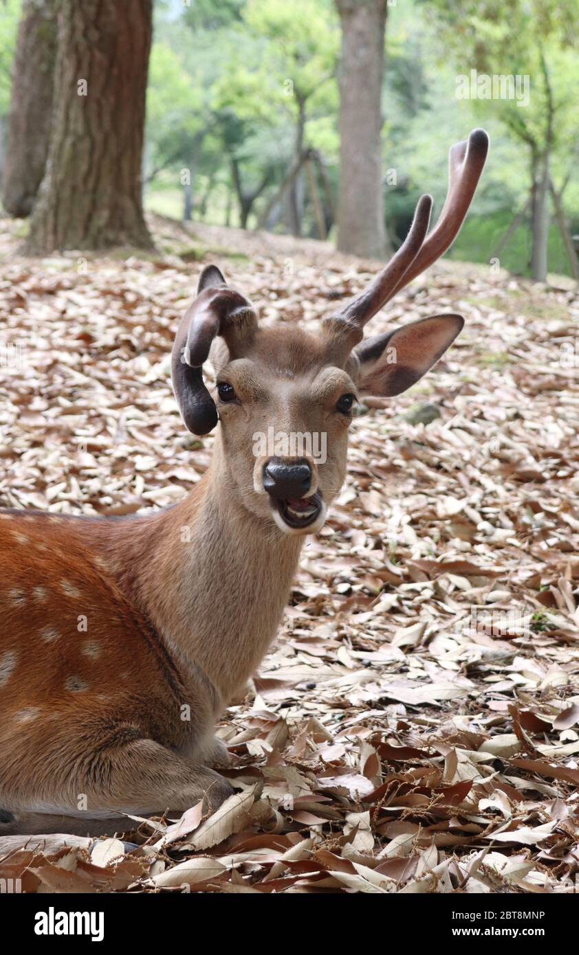 Lustige Gesicht Hirsche im Wald Stockfoto