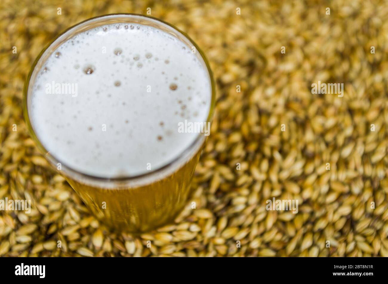Glas Bier von oben mit Malz im Hintergrund Stockfoto