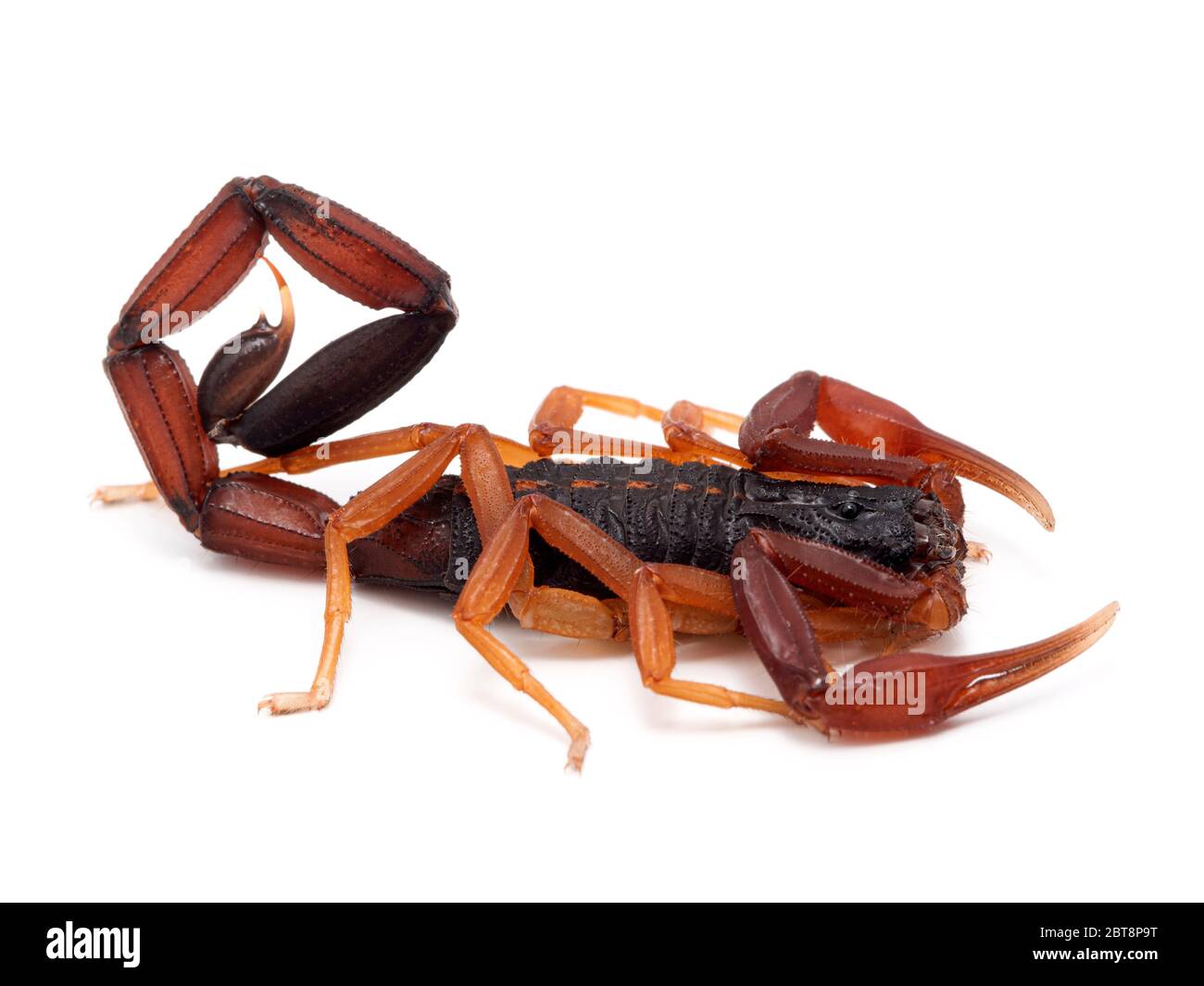Ein sehr farbenfroher, neu bemalter männlicher brauner Rindenskorpion (Florida Rindenskorpion), Centruroides gracilis, isoliert auf weiß, Seitenansicht Stockfoto
