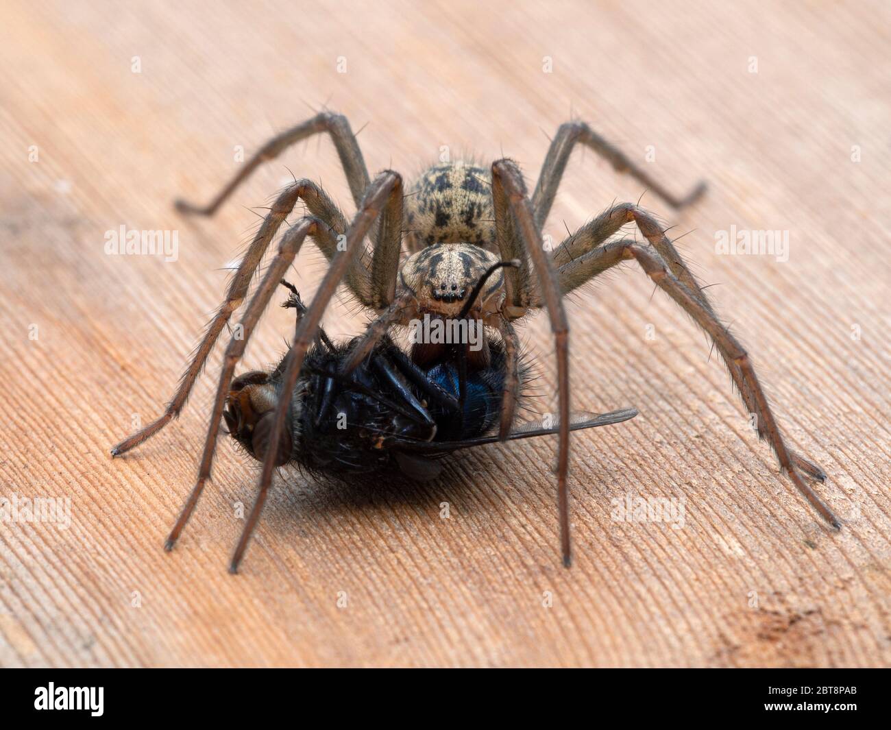 Weibliche Riesenhausspinne (Eratigena duellica), die sich auf einer großen Blaubottle-Blowfly (Calliphora vicina) ernährt. Delta, British Columbia, Kanada Stockfoto