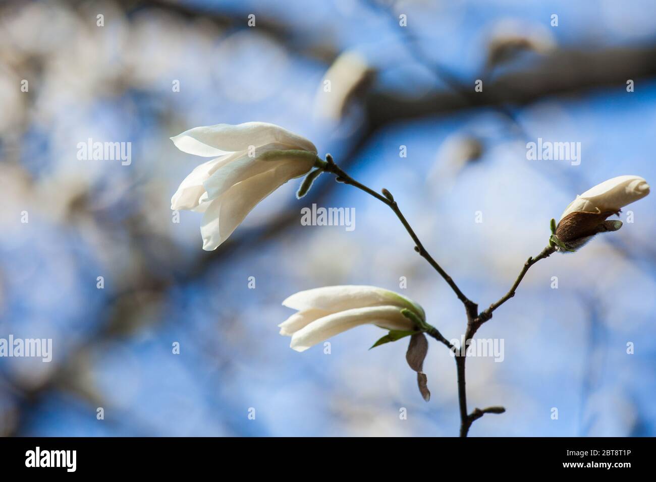 Weiße Knospen Magnolien auf einem Hintergrund von blauem Himmel, selektiver Fokus, Nahaufnahme Stockfoto