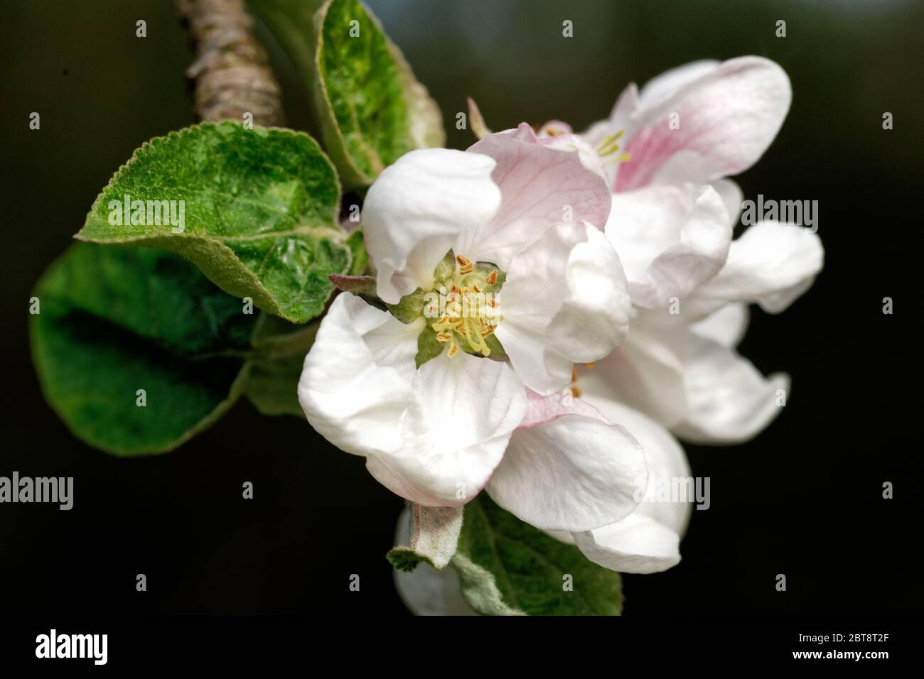 Blühende Apfel-Pflaume auf dem abstrakten Hintergrund. Die Zweige der blühenden Apfel-Pflaume im Frühling Stockfoto