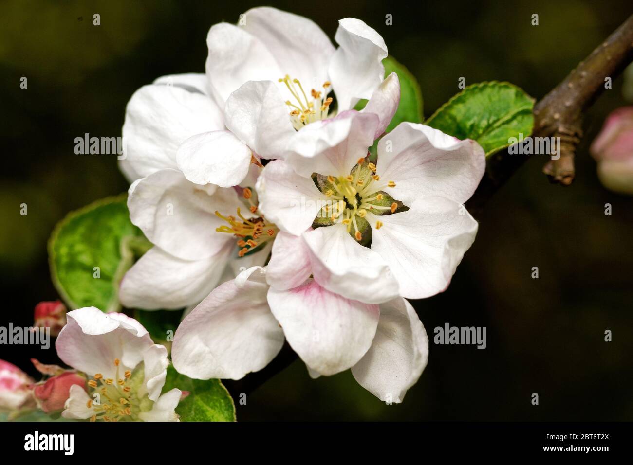 Blühende Apfel-Pflaume auf dem abstrakten Hintergrund. Die Zweige der blühenden Apfel-Pflaume im Frühling Stockfoto