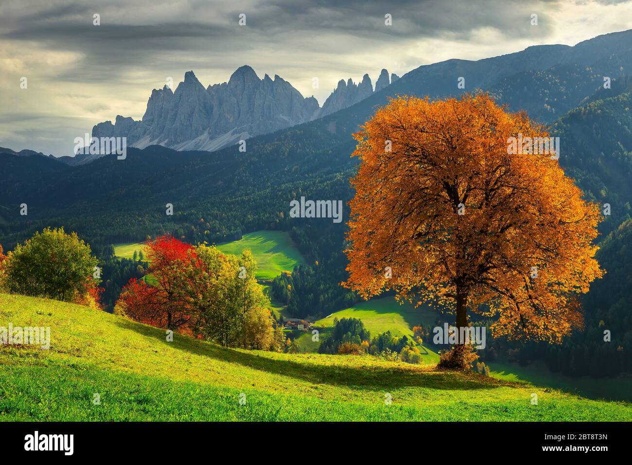 Schöne Herbst alpine Landschaft, bunte Laubbäume und grüne Felder mit hohen Bergen im Hintergrund, in der Nähe von Santa Maddalena Dorf, Funes va Stockfoto