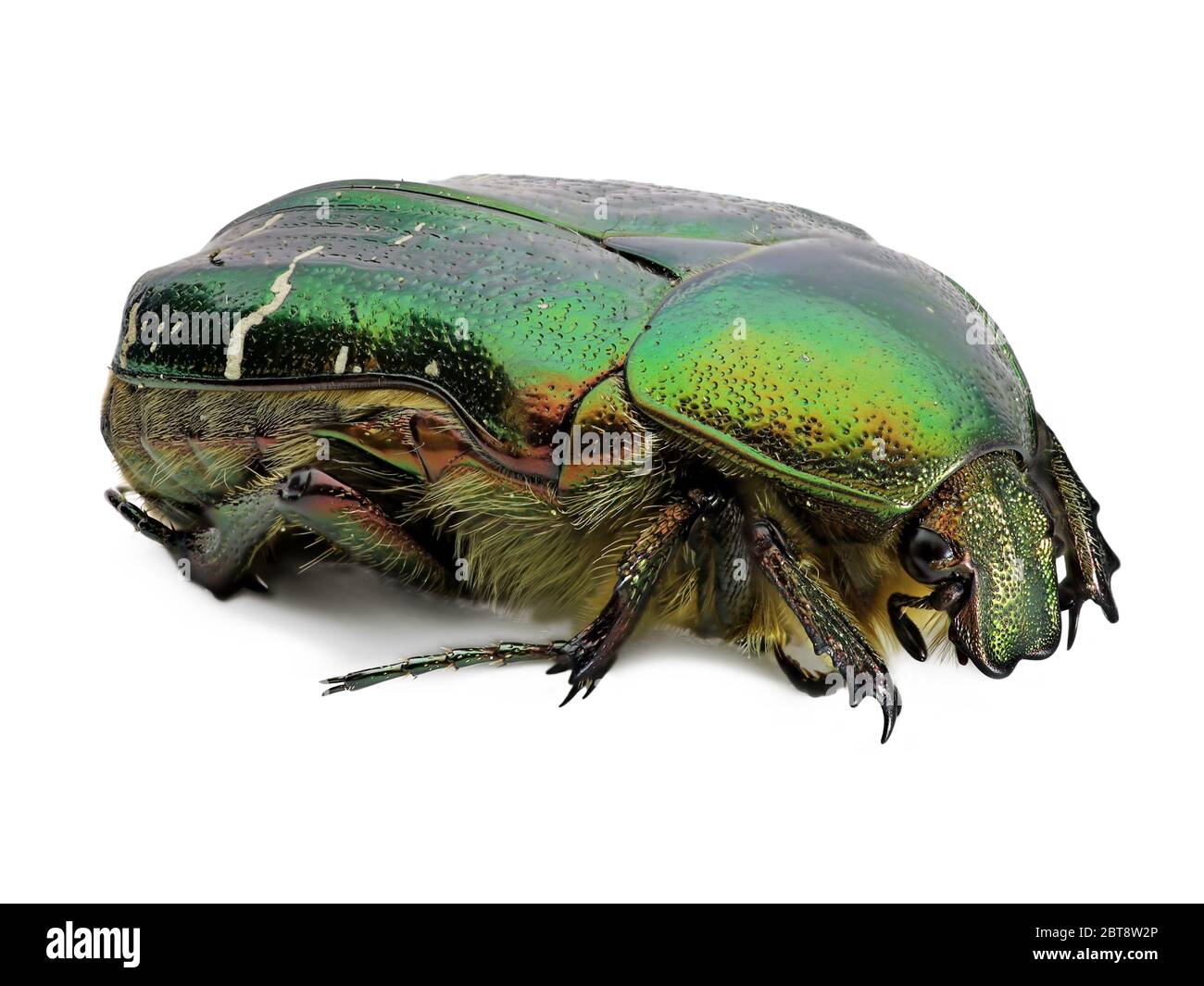 Grüne Rose Schäfer, Cetonia aurata, Käfer isoliert auf weißem Hintergrund, Detail-Makroaufnahme, Nahaufnahme Stockfoto