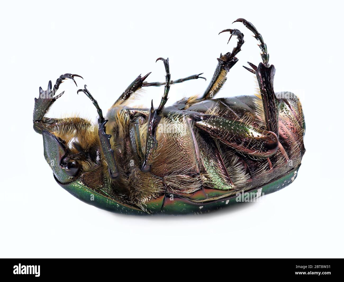 Grüne Rose Schäfer auf dem Rücken, Cetonia aurata, Käfer isoliert auf weißem Hintergrund, Detail Makro-Aufnahme, Nahaufnahme Stockfoto