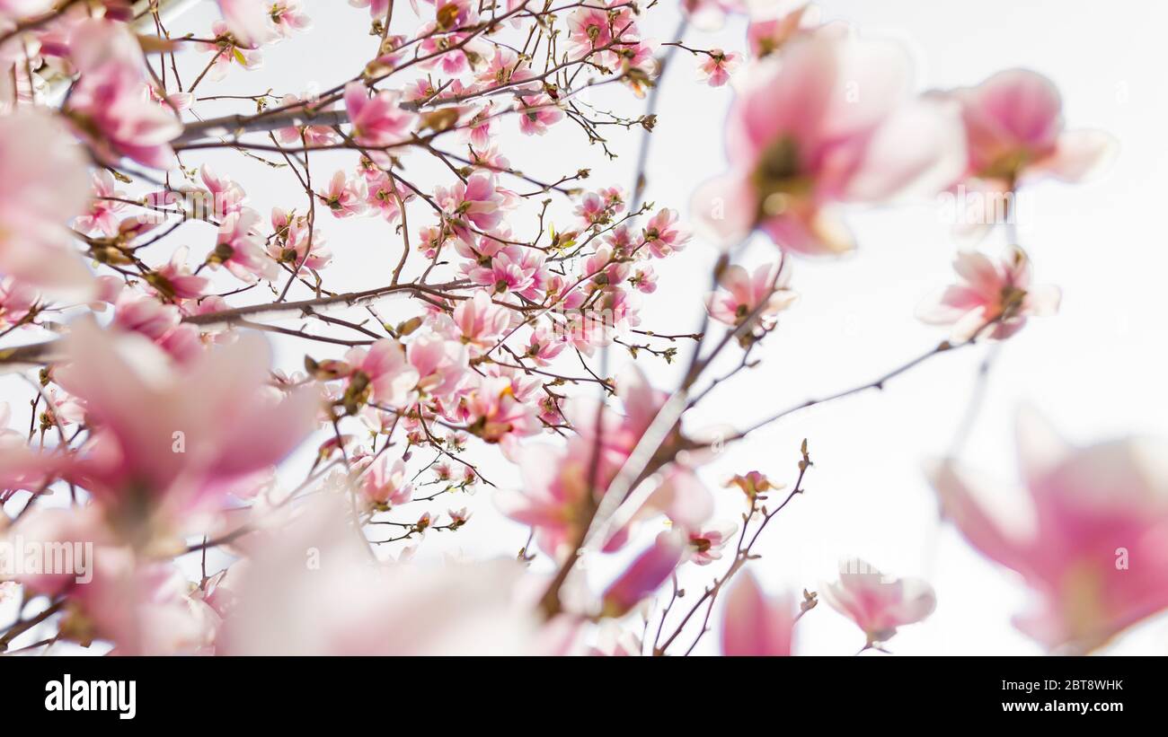 Perfekte Natur Hintergrund für Frühling oder Sommer Hintergrund. Rosa Magnolien Blüten und weichen blauen Himmel als entspannende launische Nahaufnahme. Erstaunliche Natur Nahaufnahme Stockfoto