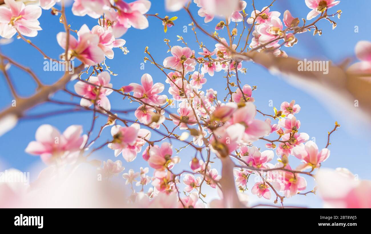 Perfekte Natur Hintergrund für Frühling oder Sommer Hintergrund. Rosa Magnolien Blüten und weichen blauen Himmel als entspannende launische Nahaufnahme. Erstaunliche Natur Nahaufnahme Stockfoto
