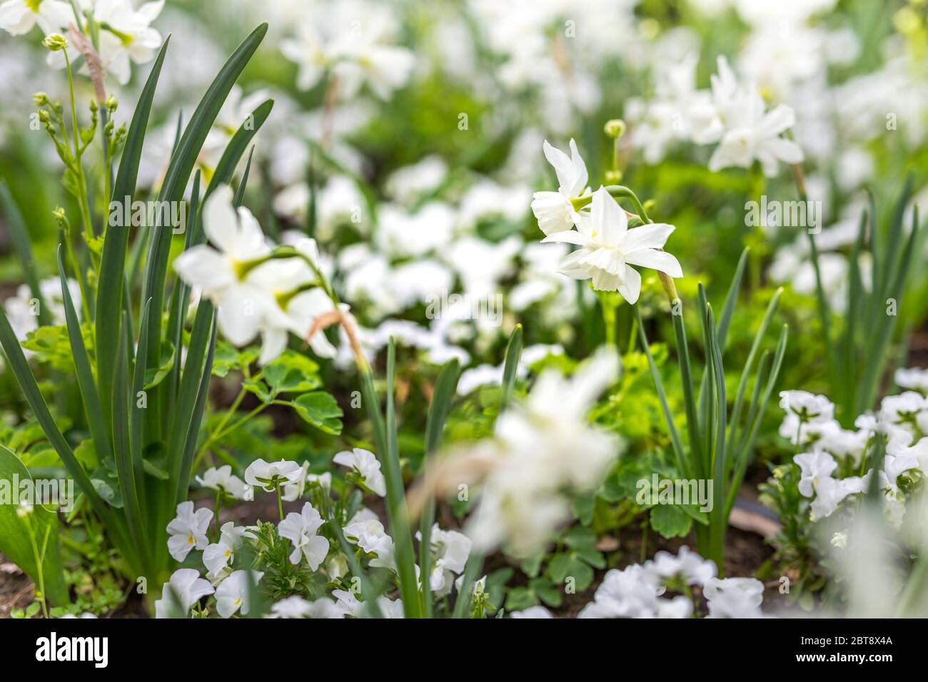 Weiße Blüten Frühling. Weiße Blumen mit Gras Hintergrund Stockfoto
