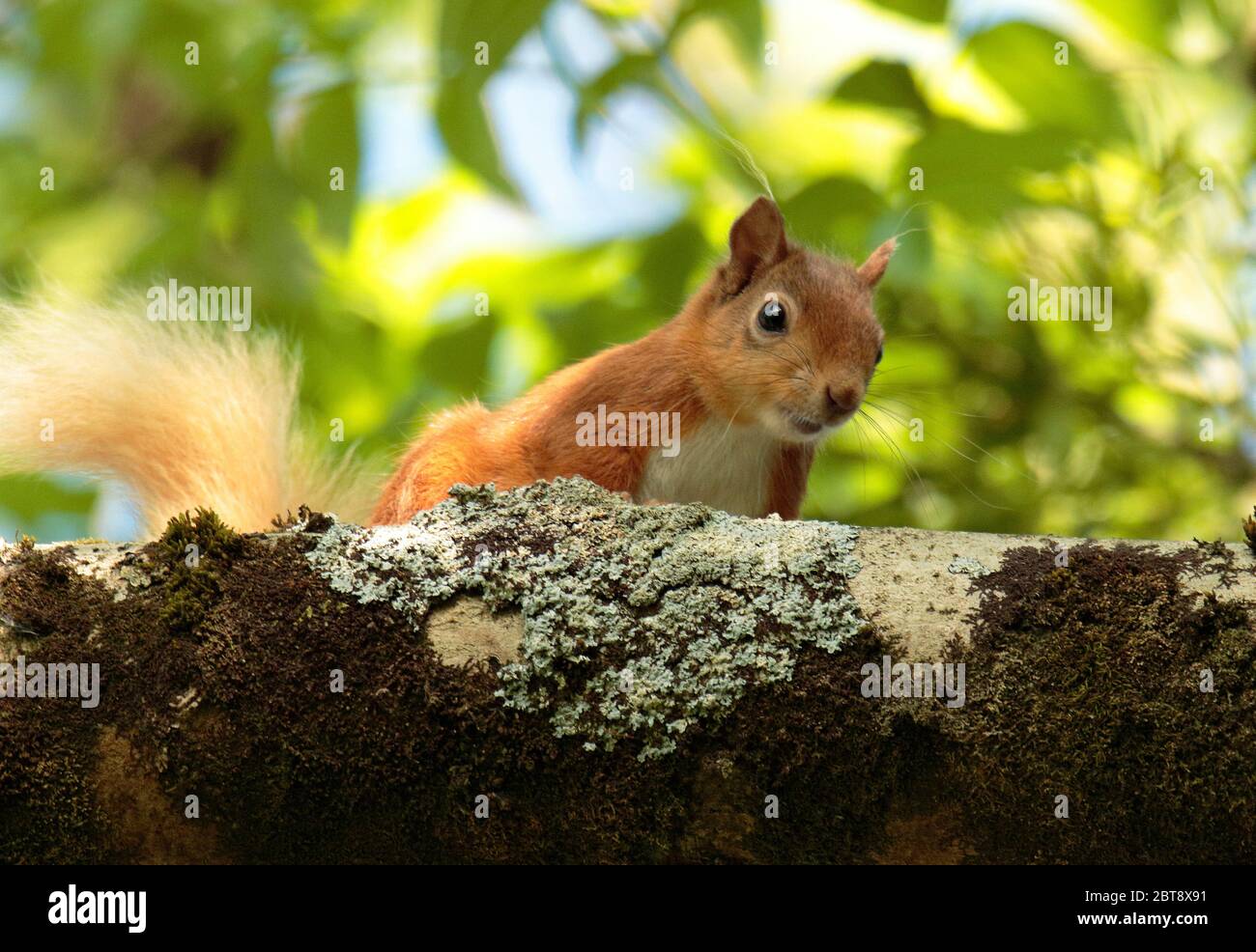 Eichhörnchen Stockfoto