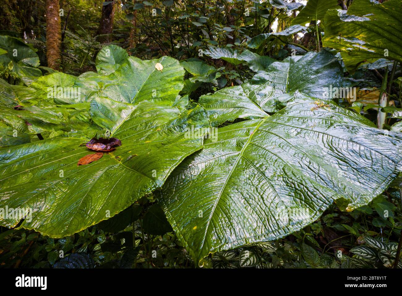 Nationalpark La Amistad, Provinz Chiriqui, Republik Panama Stockfoto