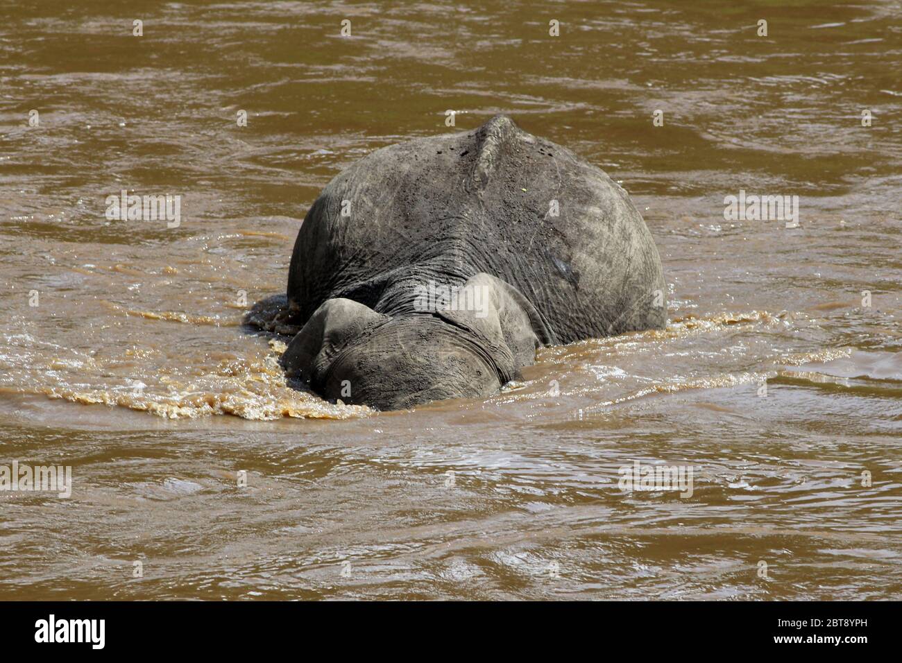 Ein Porträt des Elefanten, der das braune Wasser des Mara River überquert Stockfoto