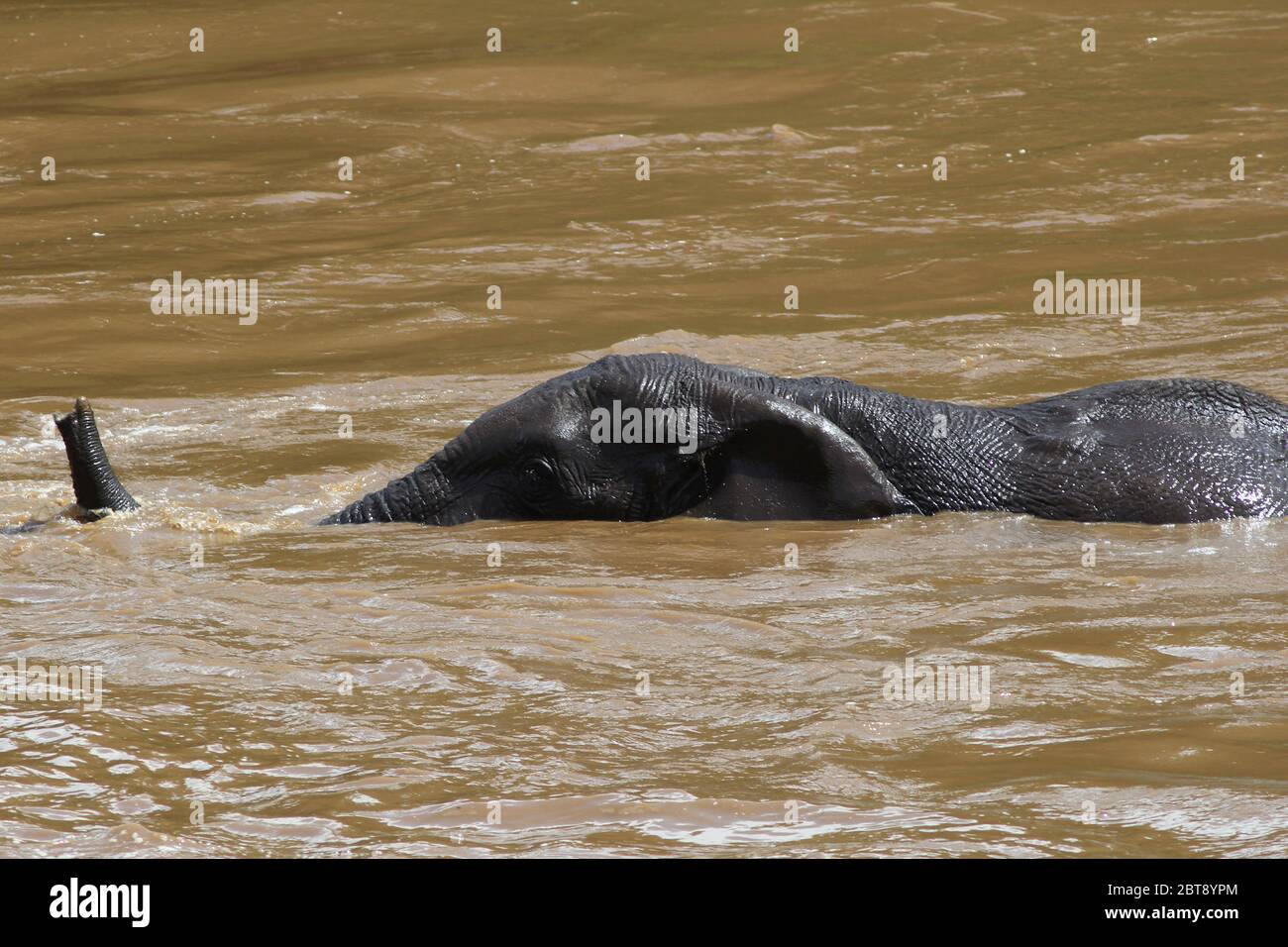 Ein Porträt des Elefanten, der das braune Wasser des Mara River überquert Stockfoto