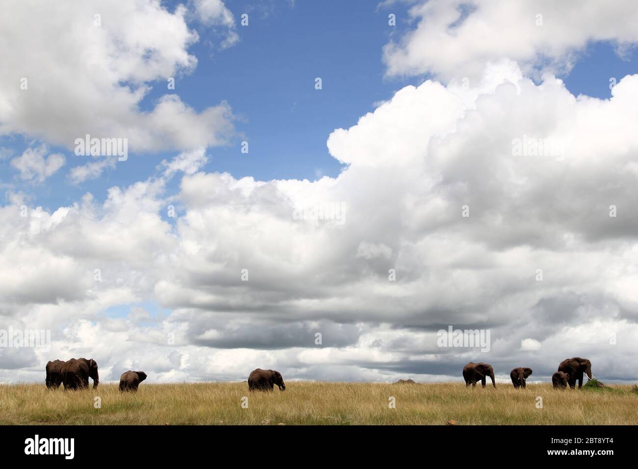 Eine Herde Elefanten durchstreift das hohe Gras der kenianischen Savanne mit imposanten Wolken am Himmel Stockfoto