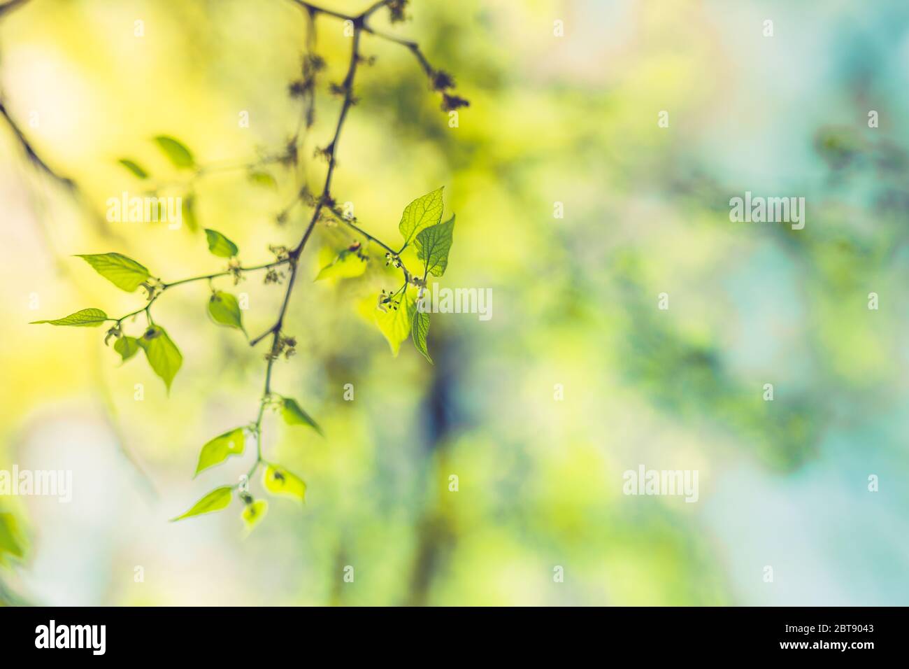 Frische und grüne Blätter am blauen Himmel. Schöne Nahaufnahme Natur Blick auf grüne Blatt auf verschwommenem Grün Hintergrund im Garten. Natürliche grüne Pflanzen Stockfoto