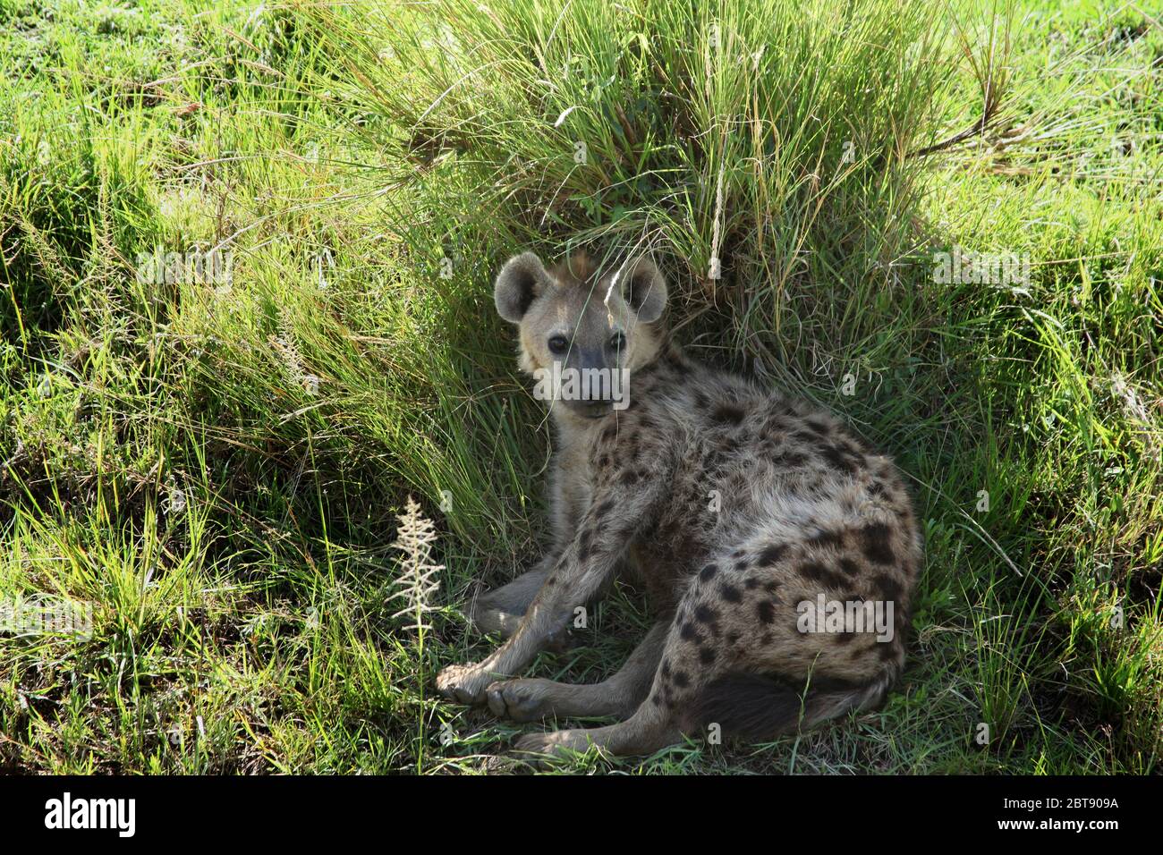 Eine gepunktete Hyäne liegt entspannt und aufmerksam in der Mittagshitze im Schatten eines grünen Busches Stockfoto