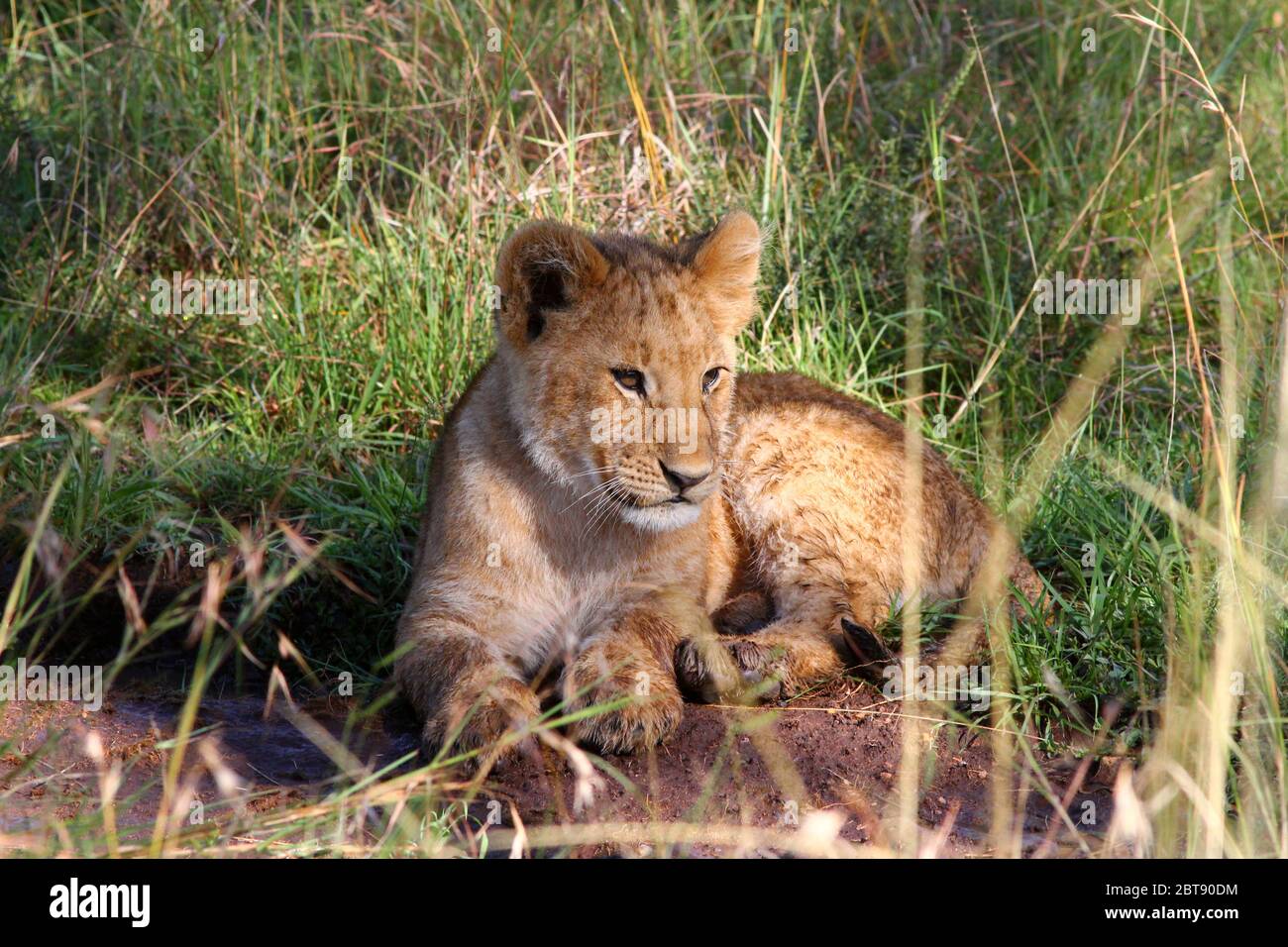Löwenportrait, Junge liegen entspannt und aufmerksam im Gras der kenianischen Savanne im Sonnenlicht Stockfoto