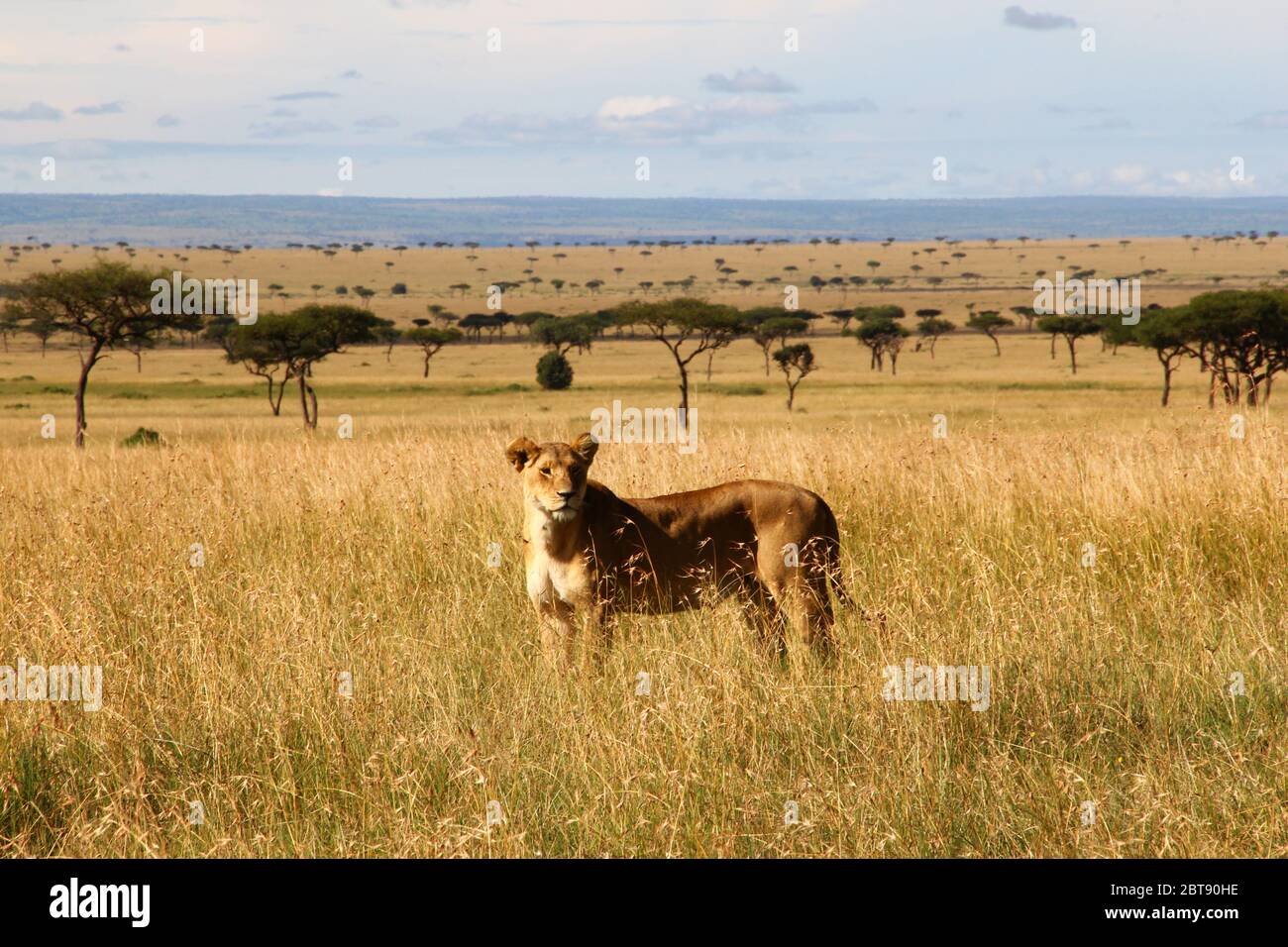 Porträt einer Löwin, gut getarnt im gelben Gras der weiten Weite der kenianischen Savanne, im Hintergrund typische Regenschirm-Akazien und Stockfoto