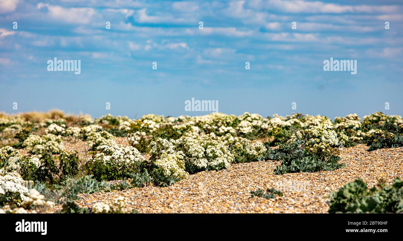 Seekale wächst am Meer Stockfoto