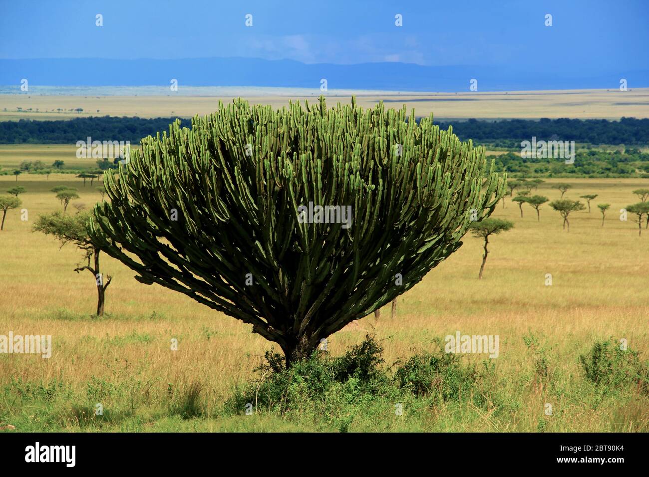 Im Vordergrund der endlosen Weite steht eine typische grüne Savannenpflanze, die Sukkulente Euphorbia candelabrum Stockfoto