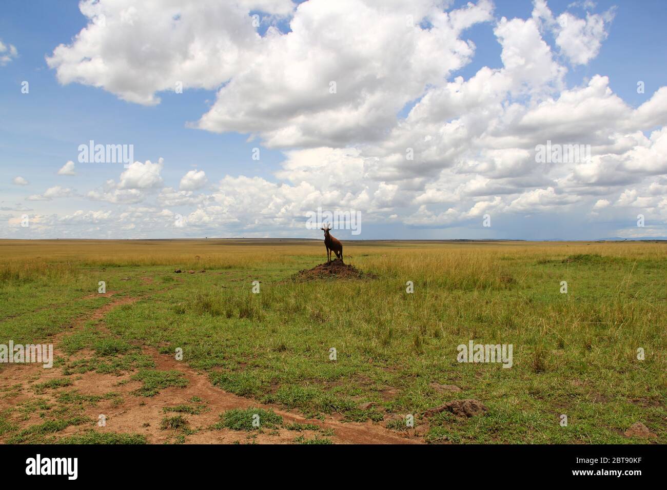 Eine Topi-Gazelle steht auf einem Termitenhügel in der weiten Weite der kenianischen Savanne Stockfoto