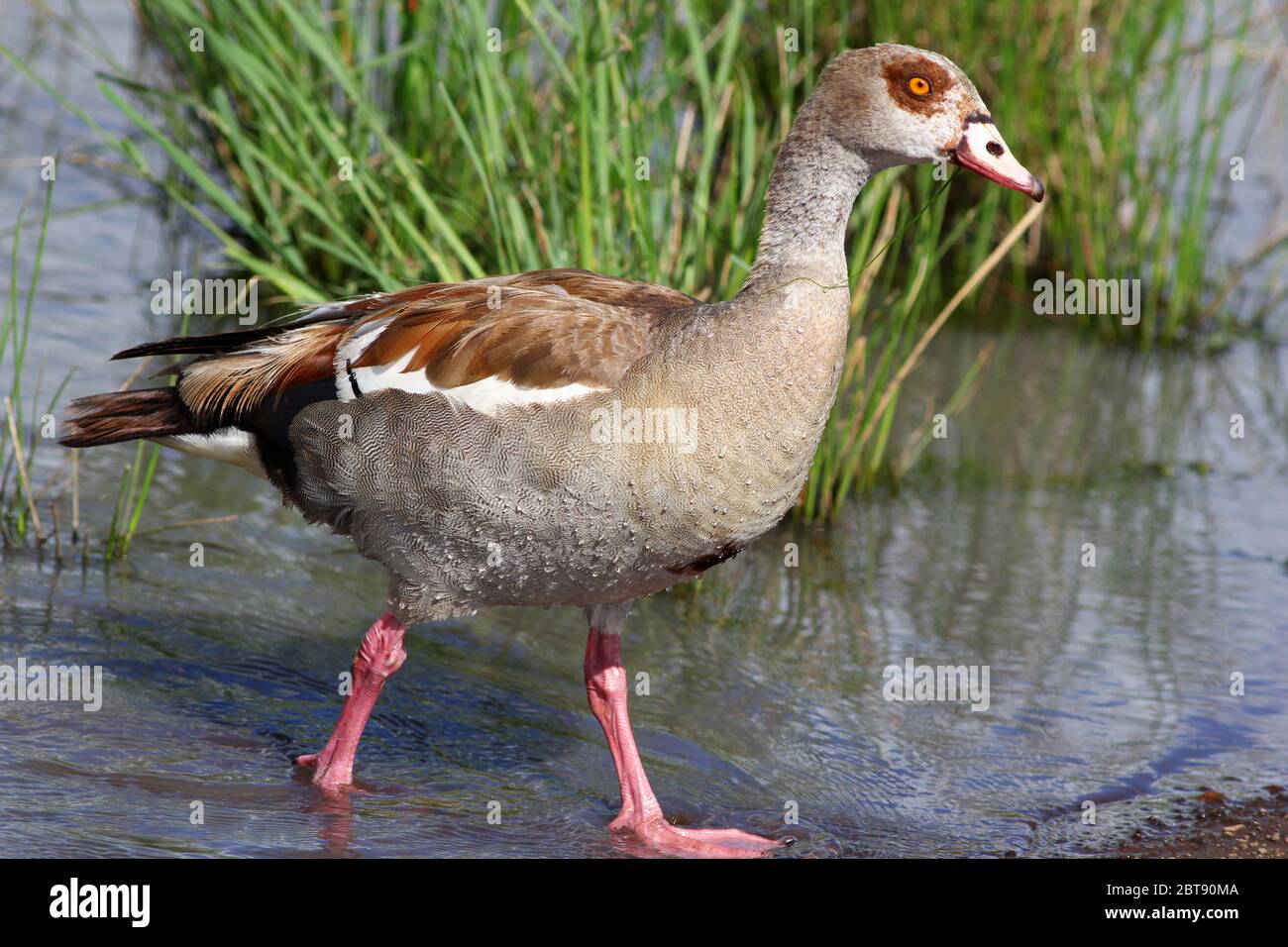Porträt einer ägyptischen Gans, klein und bunt, mit einem dunkelbraunen Ring um die Augen und einem Fleck auf der Brust von der gleichen Farbe Stockfoto
