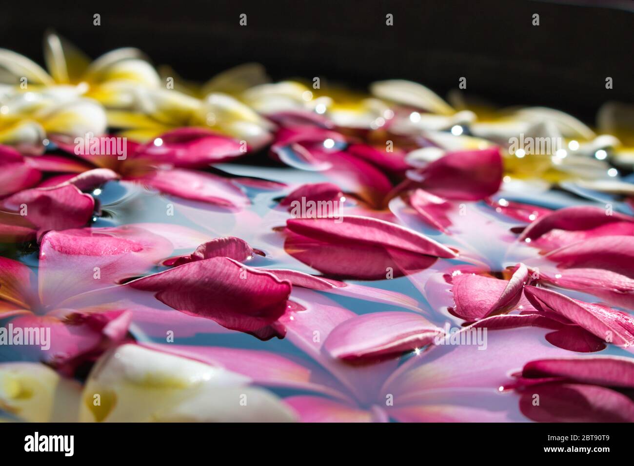 Dieses einzigartige Foto zeigt rosa und weiß gefärbte Jasminblüten, die in einem Spa auf dem Wasser schwimmen. Das Bild wurde in Thailand aufgenommen Stockfoto