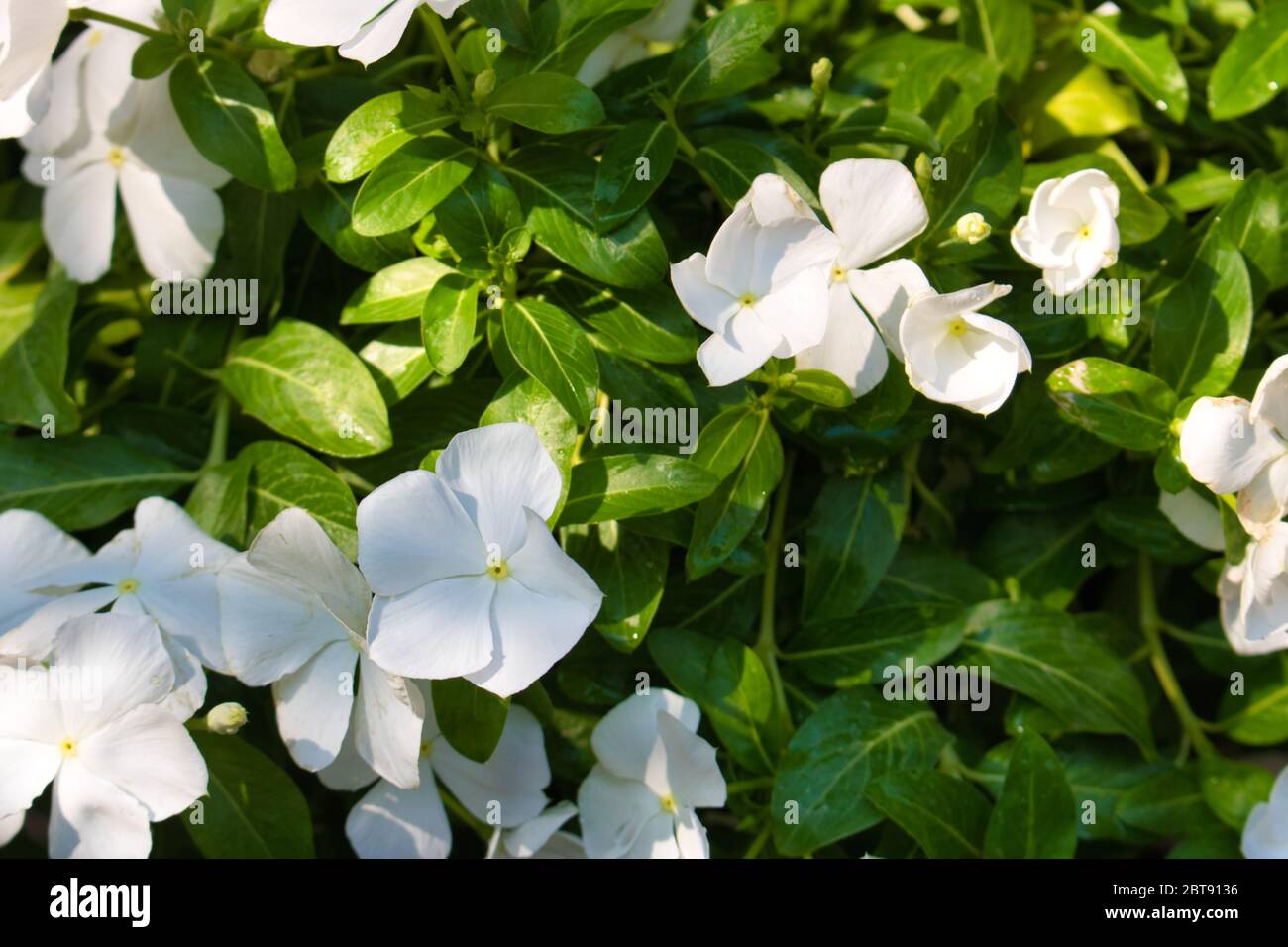 Dieses einzigartige Foto zeigt einen schönen Strauch voller weißer Jasminblüten und grüner Blätter. Das Bild wurde in Thailand aufgenommen Stockfoto