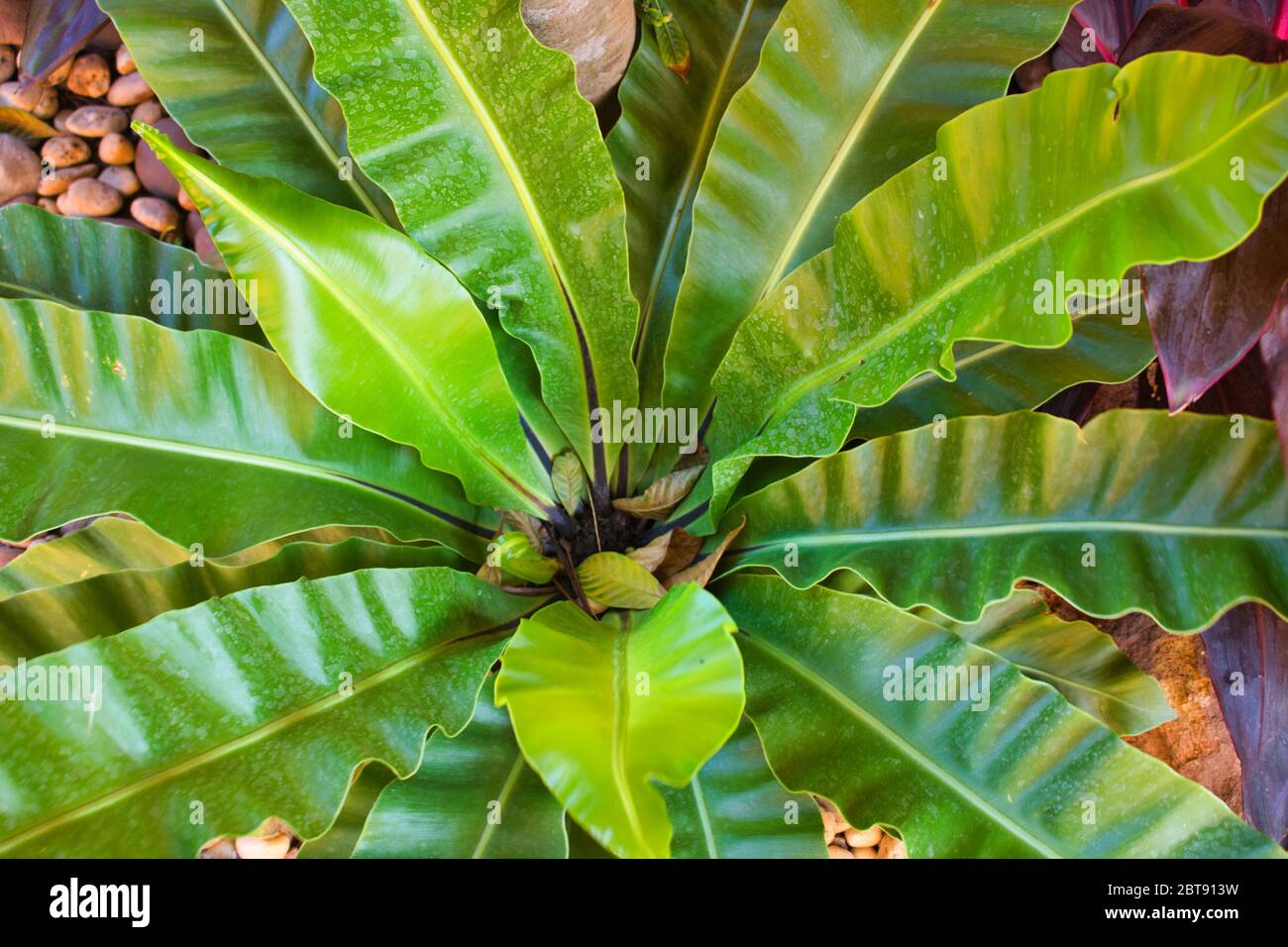 weie spinne orchidee Orchideen-Wandbild Zen- und Bltenambiente