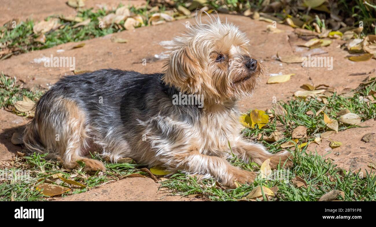 Ein kleiner Hund liegt in der Sonne auf einem Herbstnachmittagsbild im horizontalen Format Stockfoto
