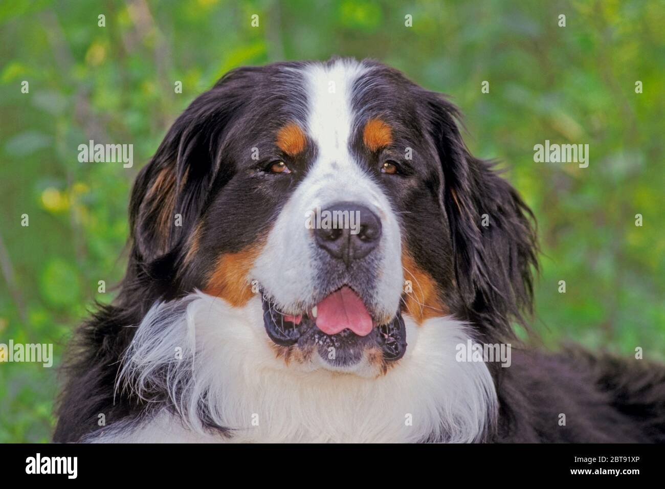 Berner Sennenhund, Männchen, Portrait Nahaufnahme Stockfoto