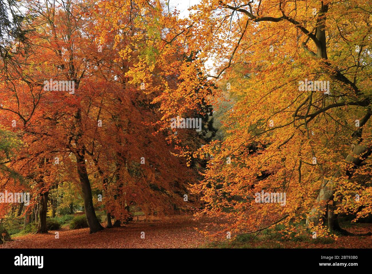 Arley arboretum im Herbst, Worcestershire England Stockfoto