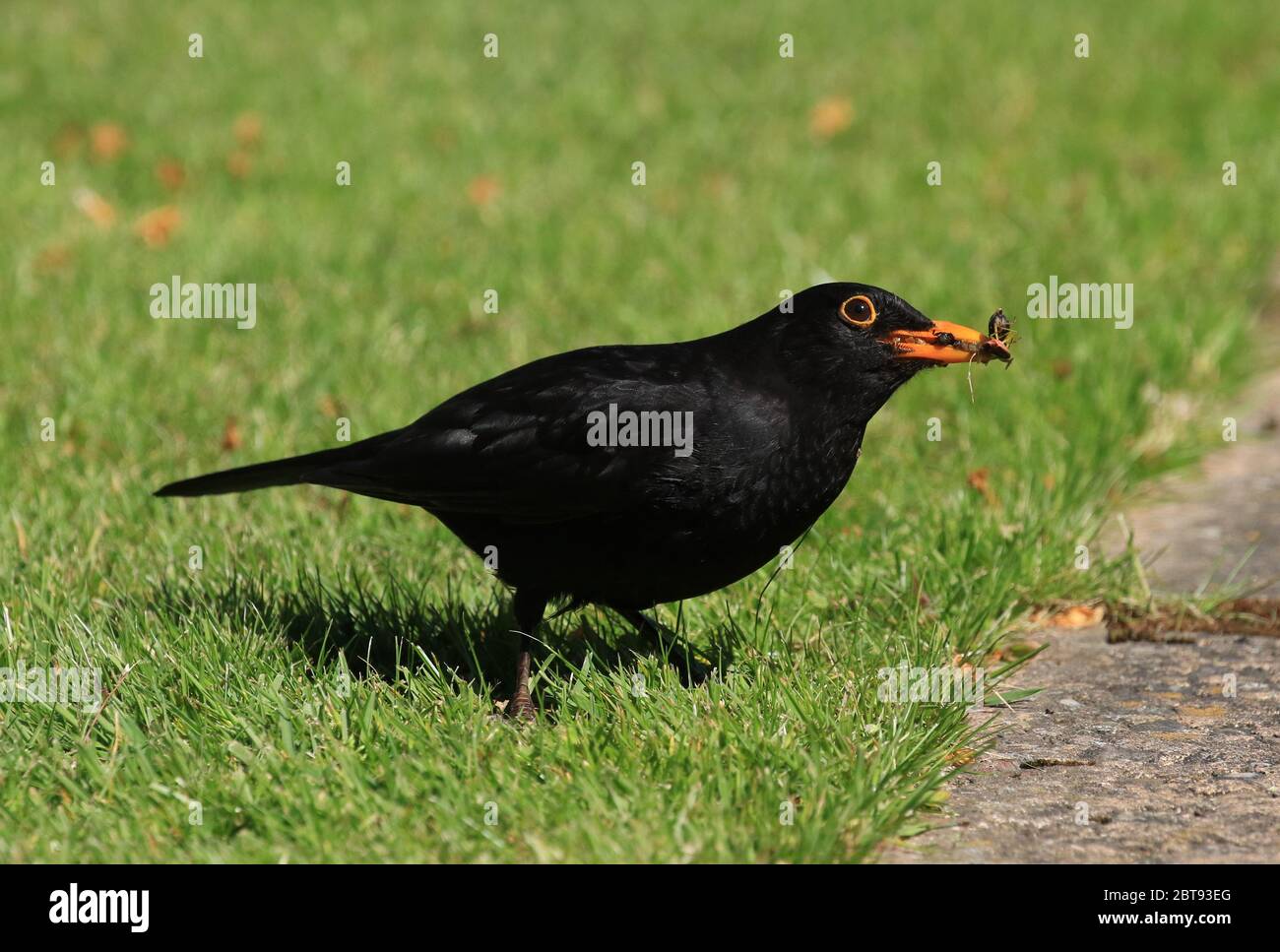 Blackbird mit Lebensmitteln England Stockfoto